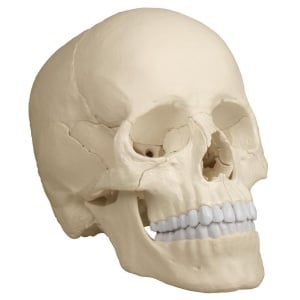 Osteopathic Skull Model, 22 part, anatomical version – EZ Augmented Anatomy