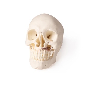 Skull model for dentistry and oral surgery, 5-part