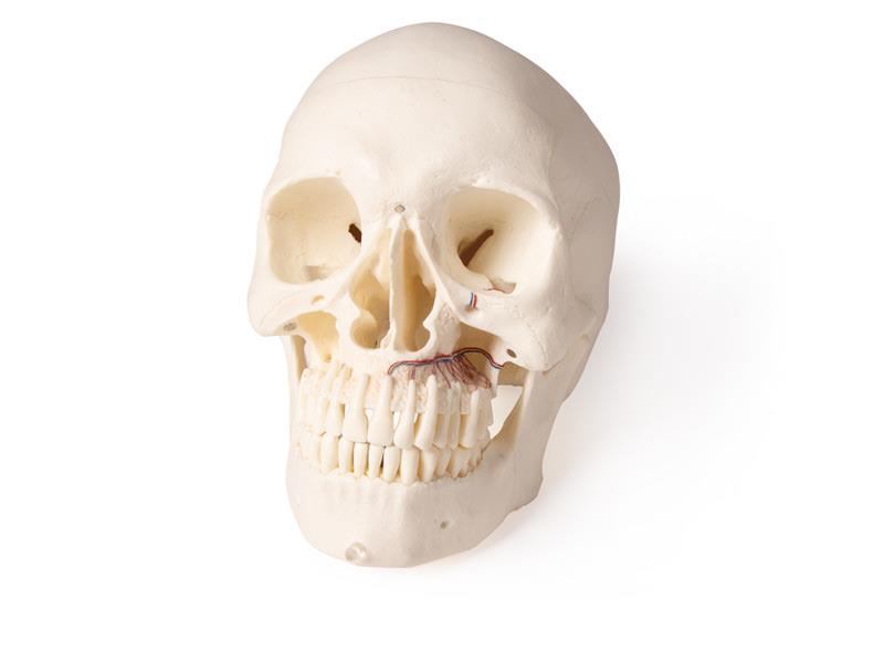 4850_1BuFeEuAgyxqYB
