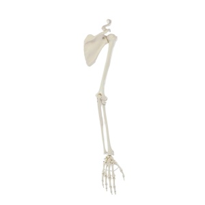 Skeleton of arm with shoulder girdle