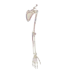 Skeleton of arm with shoulder girdle and muscle marking
