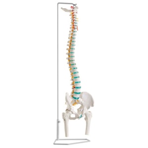 Flexible vertebral column with femur heads