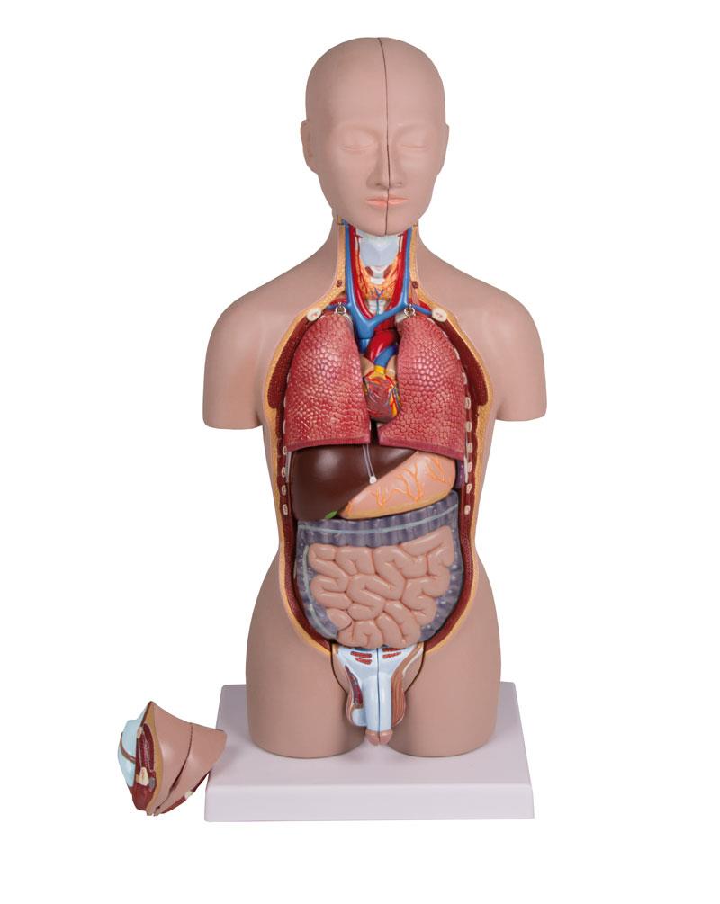 Miniature torso, 16-part, dual sex