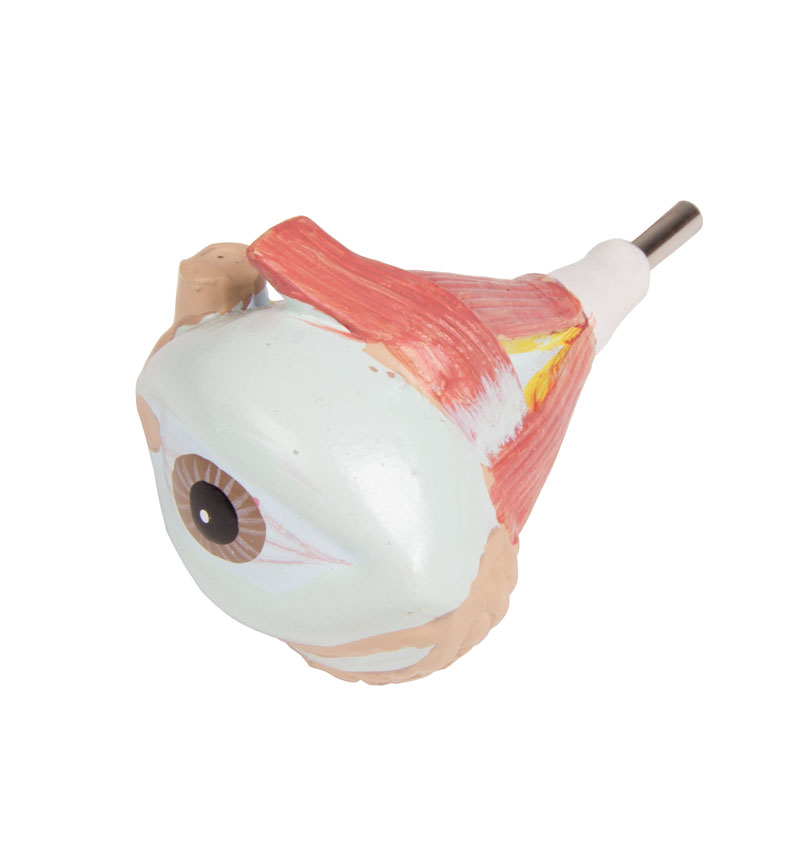 Torso with open back, 27-part, dual sex - 19