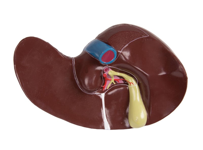 Torso with open back, 27-part, dual sex - 12