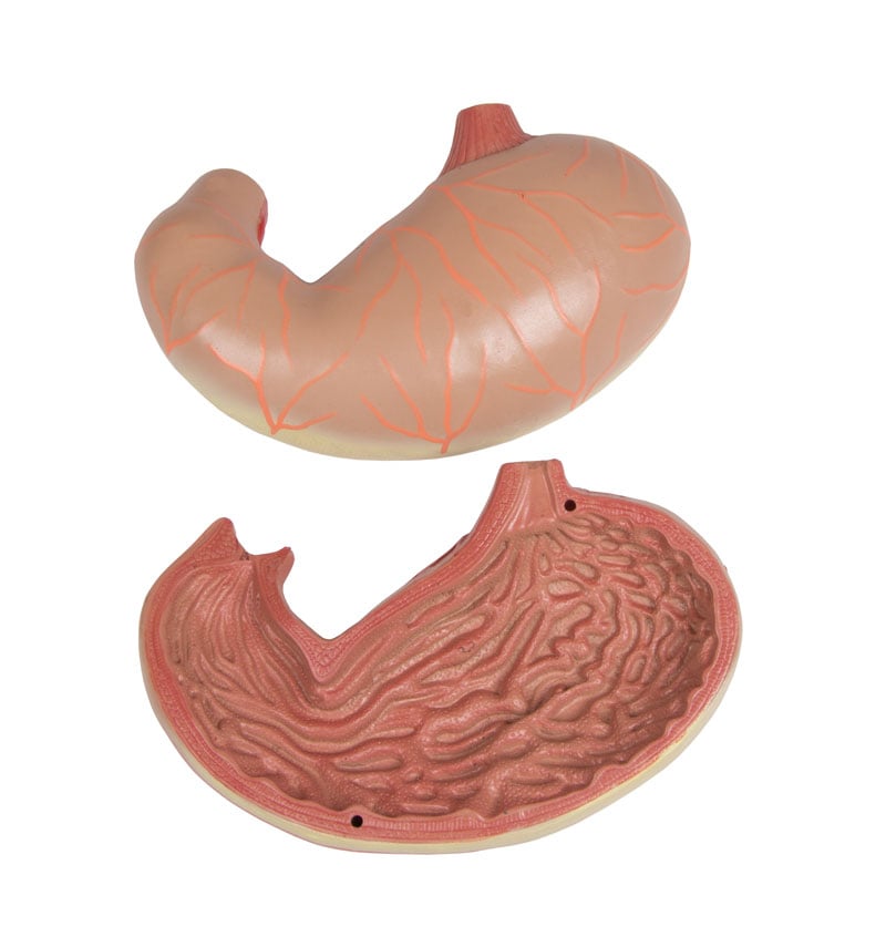 Torso with open back, 27-part, dual sex - 10