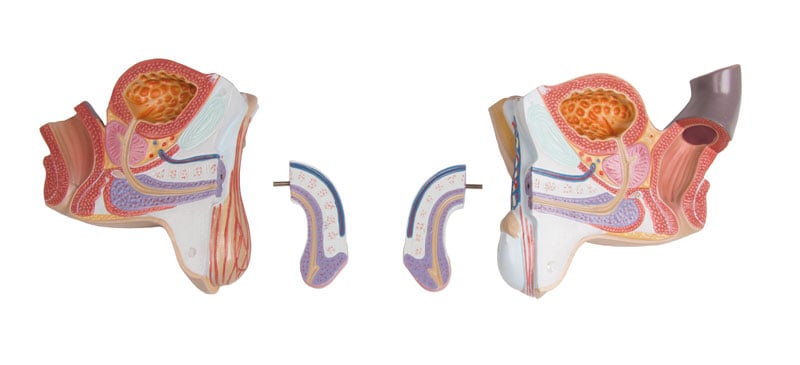 Torso with open back, 27-part, dual sex - 9