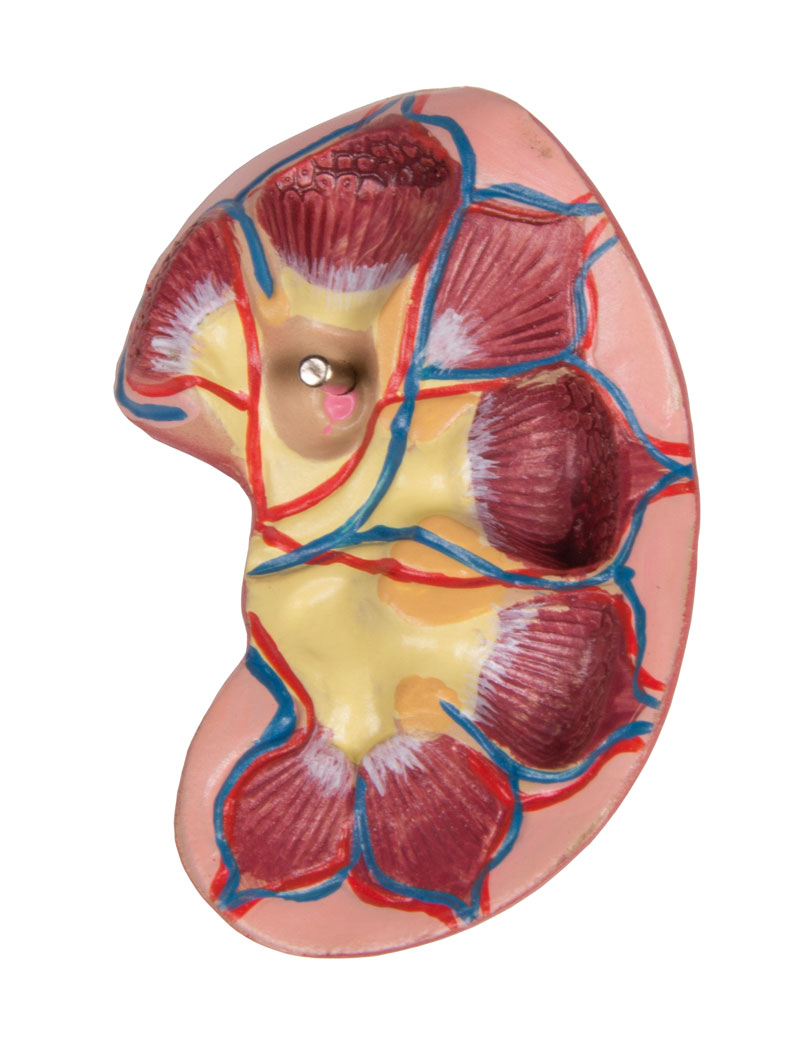 Torso with open back, 27-part, dual sex - 8