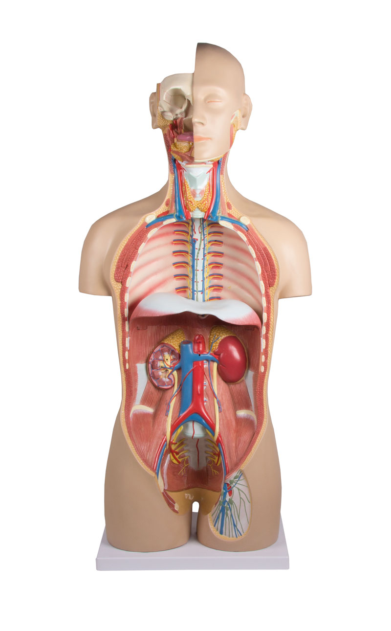 Torso with open back, 27-part, dual sex - 2