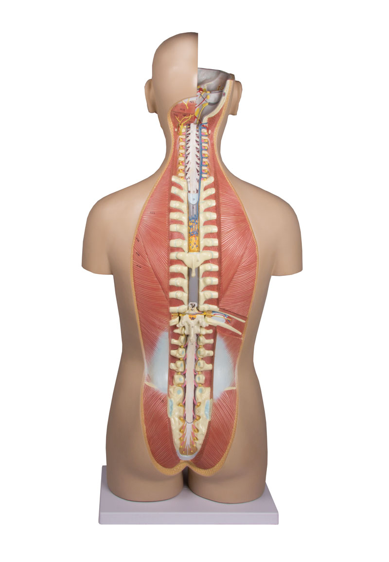 Torso with open back, 27-part, dual sex - 3