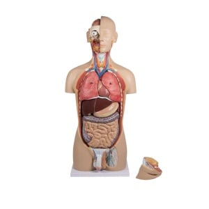 Musculature