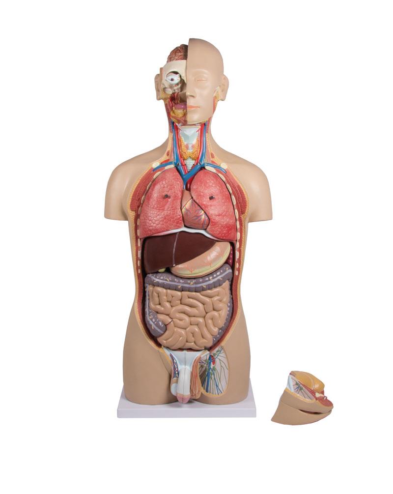 Torso with open back, 27-part, dual sex