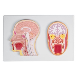 Frontal and median section of the head (relief model) – EZ Augmented Anatomy