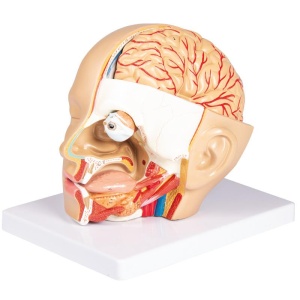 Head model, 4 parts – EZ Augmented Anatomy