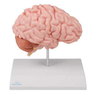 Anatomical brain half, life-size – EZ Augmented Anatomy