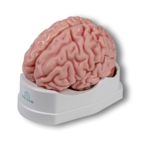 Anatomical brain model, life-size, 5 parts – EZ Augmented Anatomy