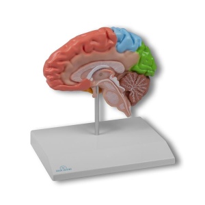 Regional brain half, life-size – EZ Augmented Anatomy