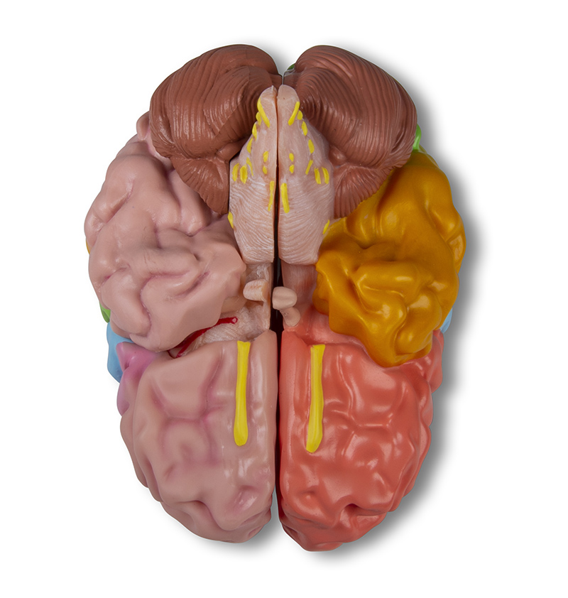 Functional and regional brain model, life-size, 5 parts - EZ Augmented Anatomy - 3