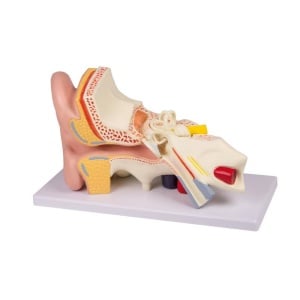 Ear, 3 times life size, 4 parts – EZ Augmented Anatomy