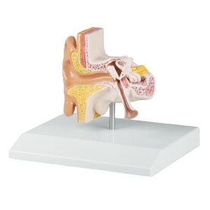 Ear model, 1.5 times life size – EZ Augmented Anatomy