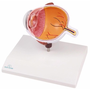 Eye half, enlarged – EZ Augmented Anatomy