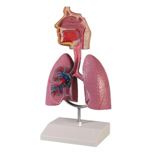 Human Respiratory System – EZ Augmented Anatomy