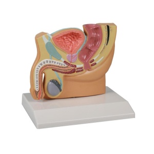 Male pelvis section, reduced size – EZ Augmented Anatomy