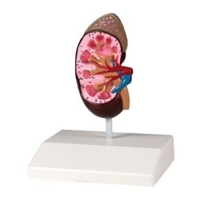 Kidney model, life size – EZ Augmented Anatomy