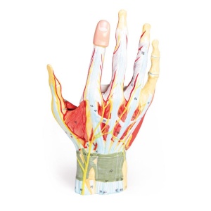 Regional anatomy of the hand, 7 parts
