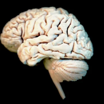 Flexible Brain (3 pieces)