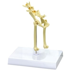 Feline Pelvis