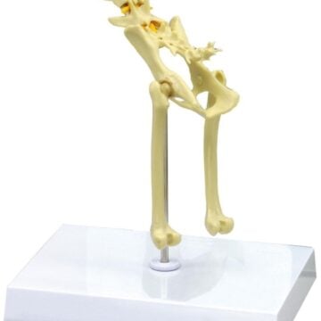Feline Pelvis