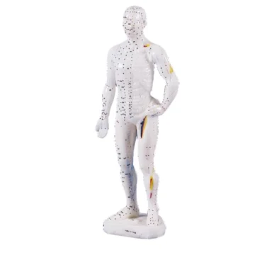 Acupuncture Models
