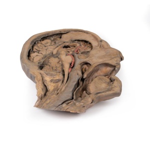 Parasagittal Section of the head and neck