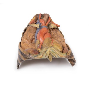 Thorax with heart and vessels
