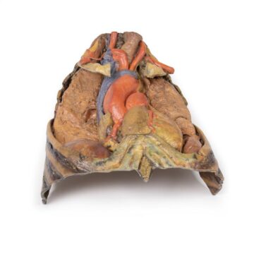 Thorax with heart and vessels