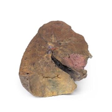 Lung Slab, Hilum removed
