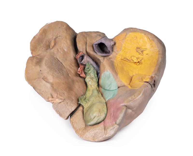 Liver with vessels and gallbladder