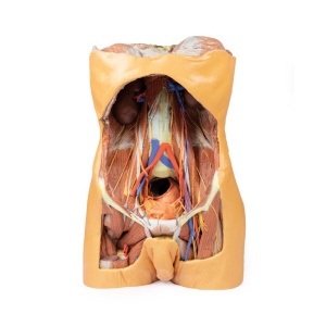 Posterior Abdominal wall