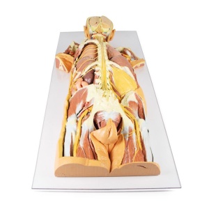 Nervous System Dissection (posterior view)