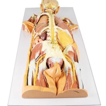 Nervous System Dissection (posterior view)