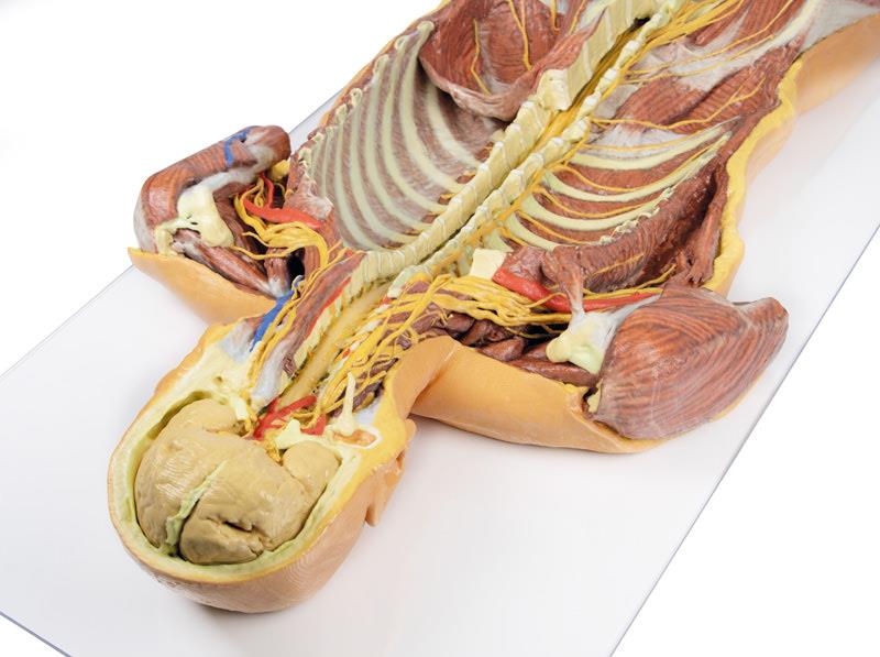 Posterior Body Wall / Ventral Deep Dissection - 9