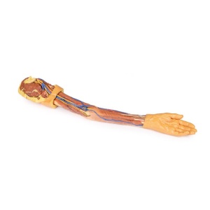 Upper Limb