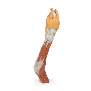 Upper Limb – elbow, forearm and hand