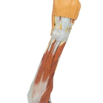Upper Limb - elbow, forearm and hand