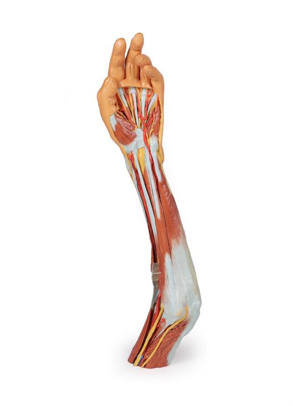 Upper Limb - elbow, forearm and hand - 2