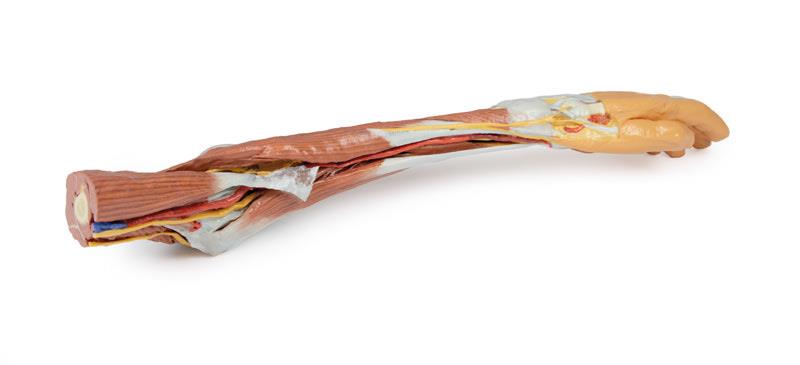 Upper Limb - elbow, forearm and hand - 3