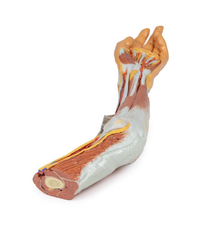 Upper Limb - elbow, forearm and hand - 9
