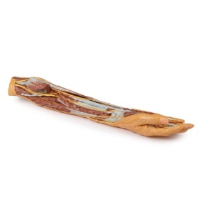 Forearm and hand – superficial and deep dissection