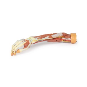 Deep upper limb and hand